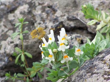 Differenza tra 2  Linarie - Linaria reflexa